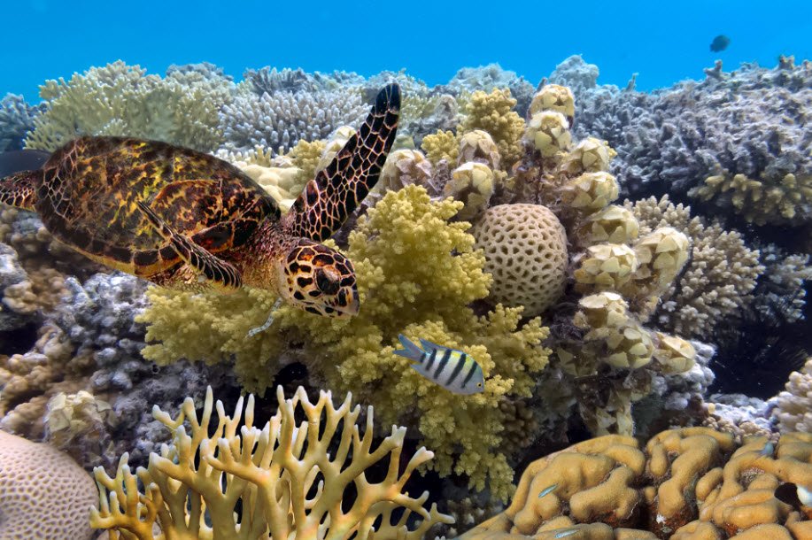 Great Barrier Reef, Queensland (off the coast), Australia